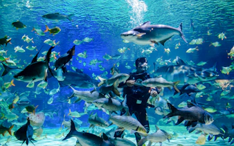Diver surrounded by fish at Angkor Wildlife and Aquarium, Siem Reap.