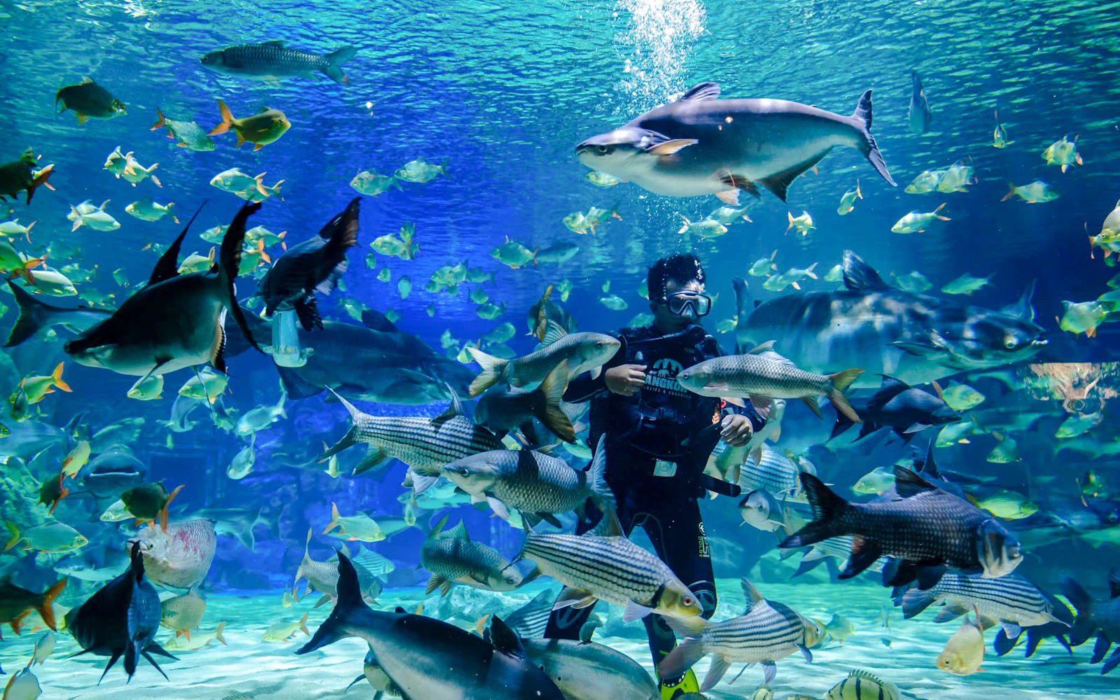 Angkor Wildlife & Aquarium Tickets (Product 55255)