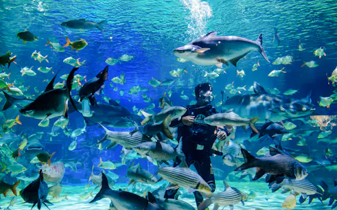 Diver surrounded by fish at Angkor Wildlife and Aquarium, Siem Reap.