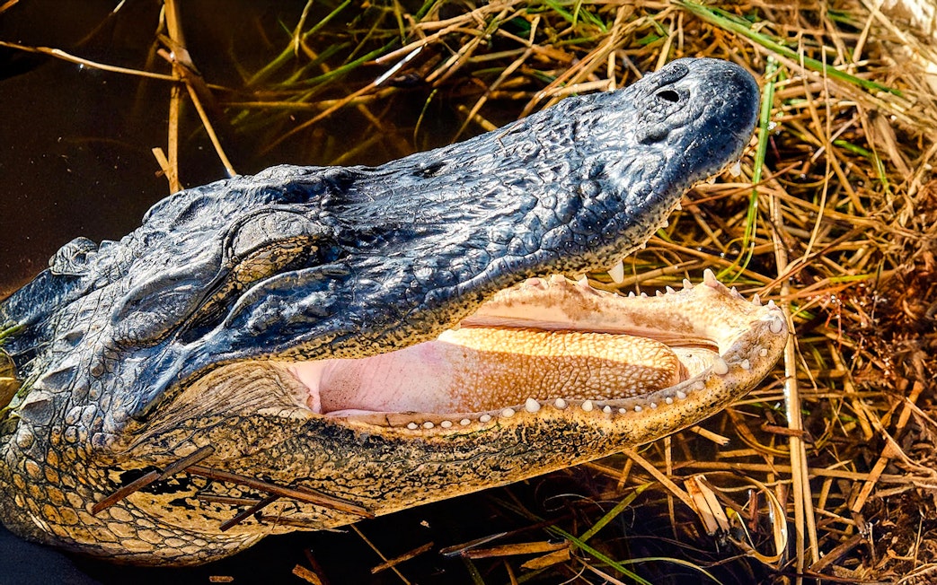 Alligator with open mouth in wetland during National Park airboat tour.