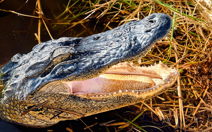 Alligator with open mouth in wetland during National Park airboat tour.