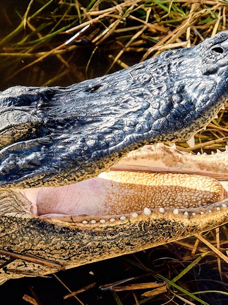 Alligator with open mouth in wetland during National Park airboat tour.