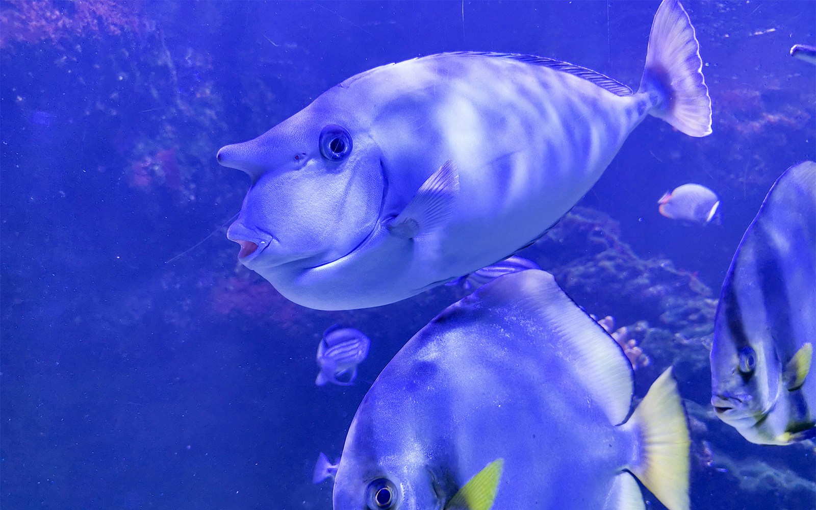 Colorful fish swimming in a tank at Paris Aquarium.