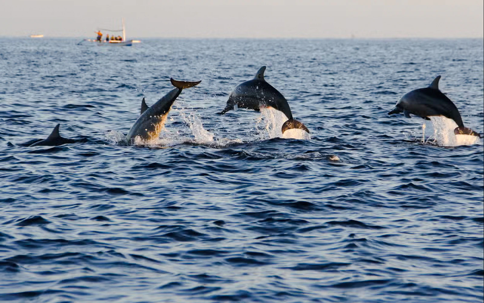 From Central Bali: Private Lovina Dolphin-Watching Boat Tour including Swimming with Dolphins and Snorkeling Image 3