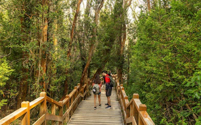 Travelers walking on a wooden trail through lush forest on Victoria Island, Patagonia.