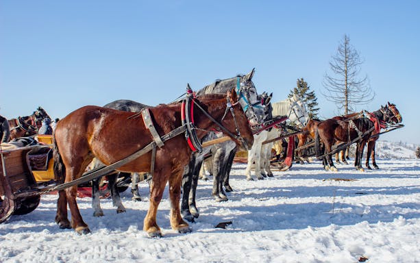 Horse-drawn carriages in snowy Zakopane ready for rides with bonfire meal.