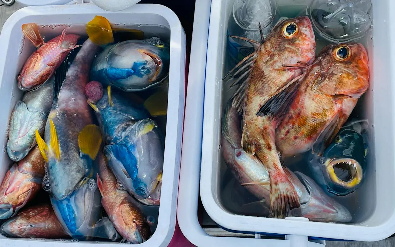 Freshly caught fish in ice-filled containers on Hobart sightseeing and fishing cruise.