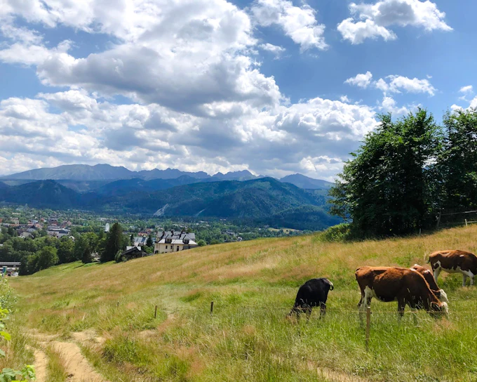 From Krakow: Zakopane Day Trip with Gubalowka Cable Car and Cheese & Vodka Tasting (Product 54149)
