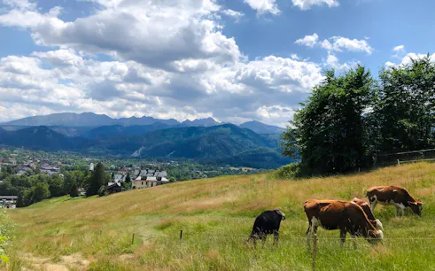 cracovia: excursión de un día a zakopane con teleférico, baños termales y cata-1
