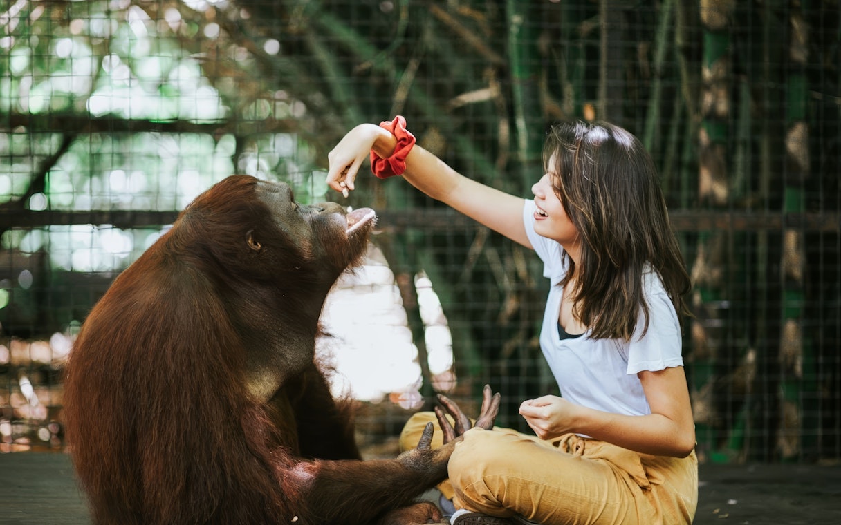 Tourist interacting with orangutan at Lombok Wildlife Park.