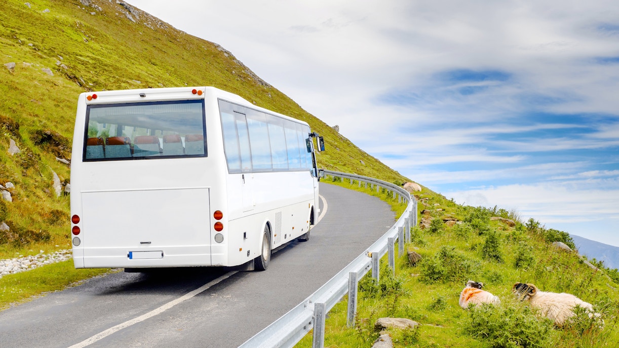 Bus traveling on a scenic road in Ireland with sheep grazing nearby.
