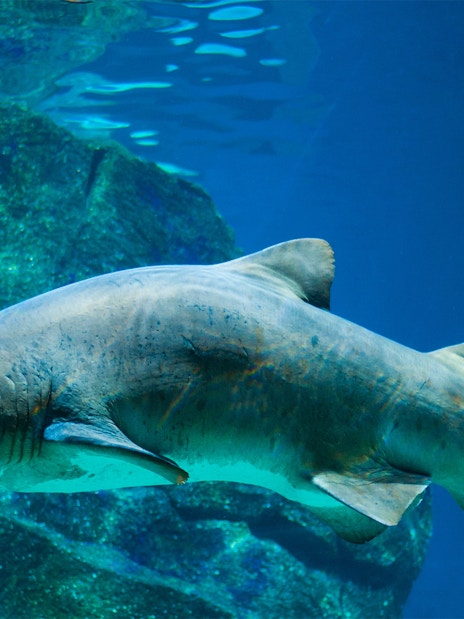 Shark swimming in Barcelona Aquarium exhibit.