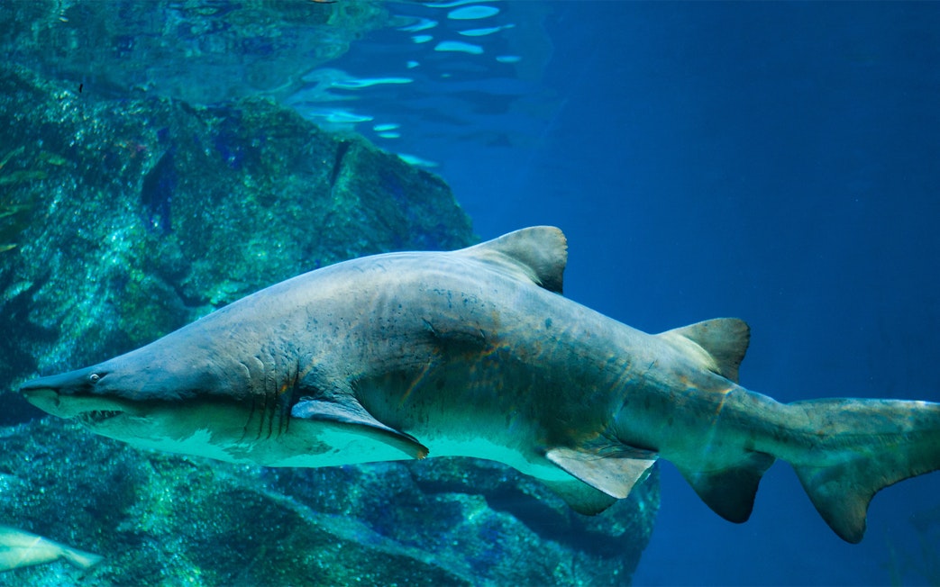 Shark swimming in a tank at Barcelona Aquarium.