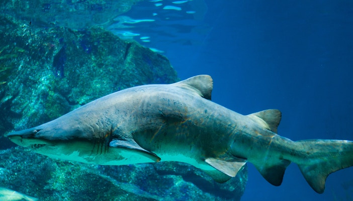 Shark Encounter in Barcelona Aquarium