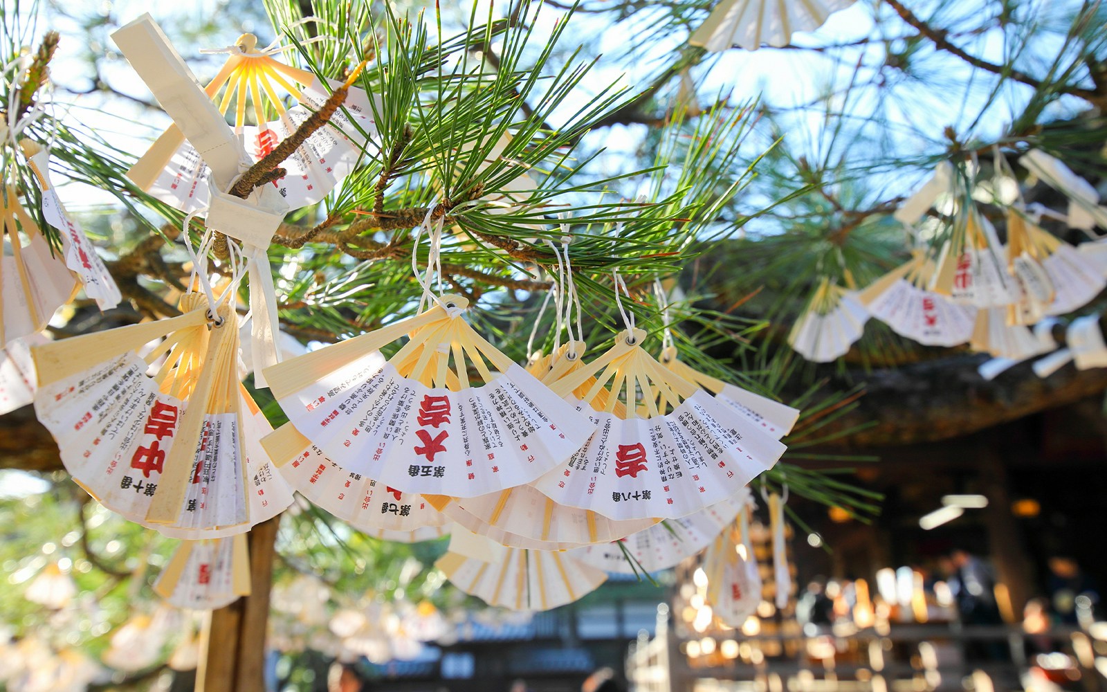 Wishes tied to a pine tree at a shrine in Kyoto, Japan.