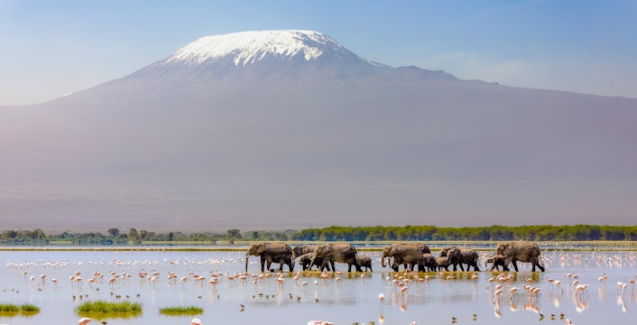 Elephants walking with flamingos in front of Mount Kilimanjaro, Amboseli National Park, Kenya.
