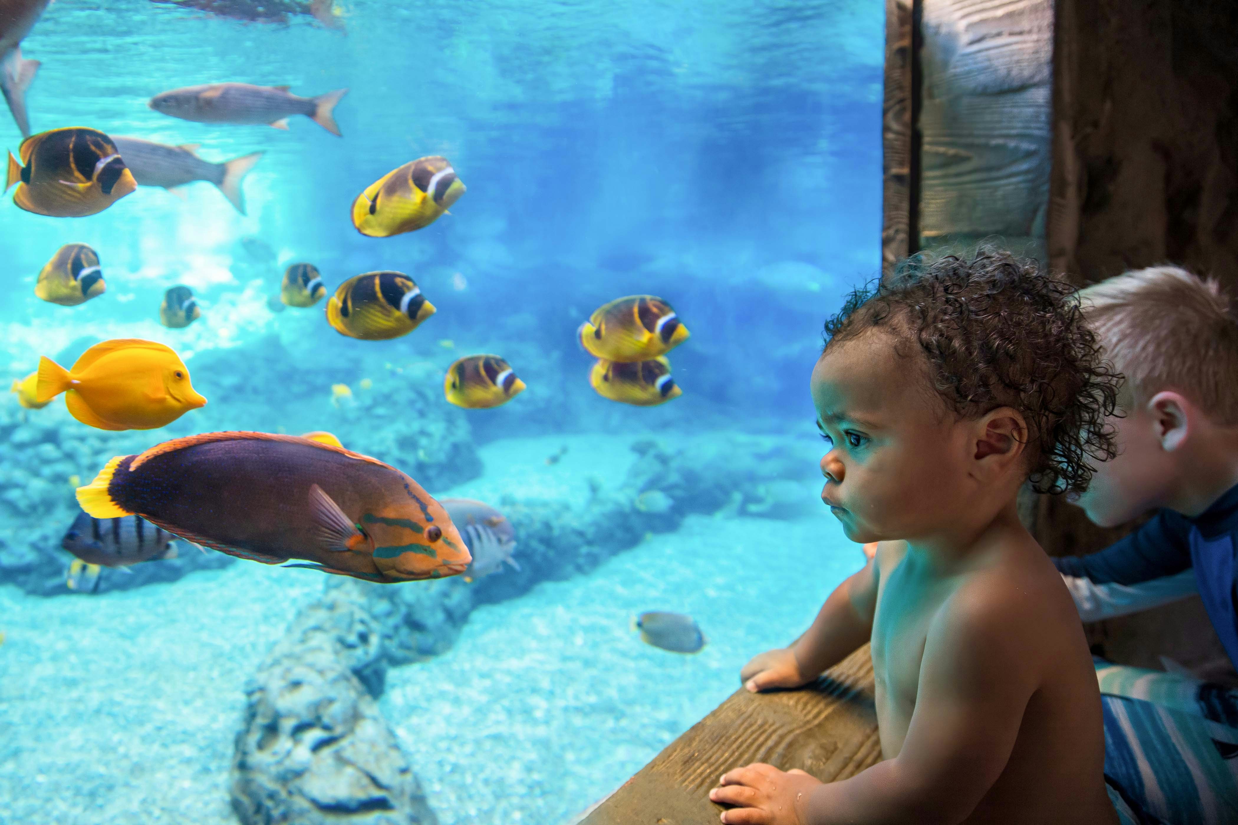 Interior del acuario Sea life Orlando