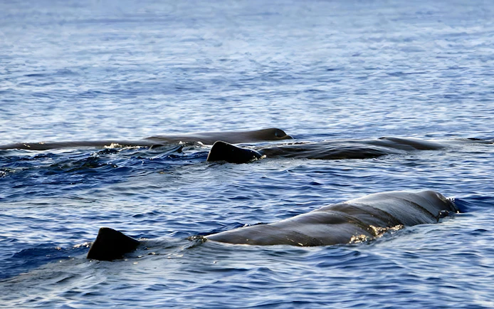 Whales swimming near Madeira during a dolphin and whale watching tour.