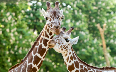Giraffes at Schönbrunn Zoo, Vienna, standing close together.