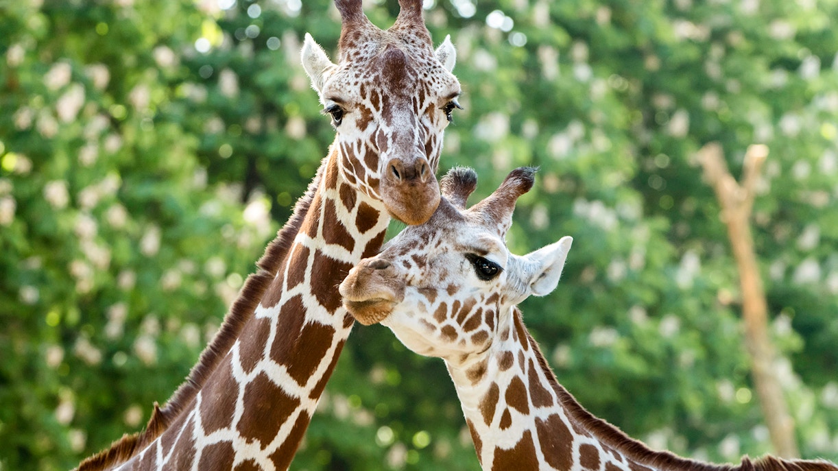 billet zoo Schönbrunn