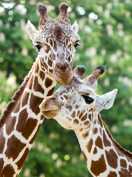 Giraffes at Schönbrunn Zoo, Vienna, standing close together.