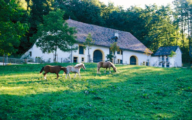 Ballenberg Swiss Open-Air Museum Tickets
