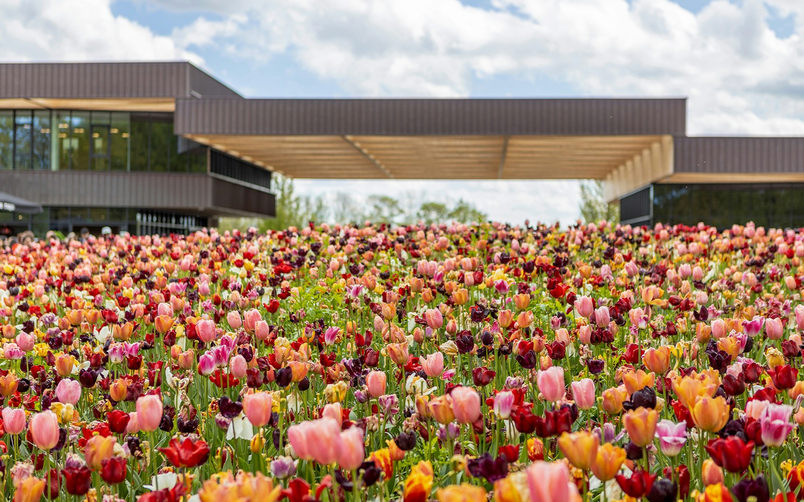 Tulips in bloom at the Keukenhof entrance, Netherlands.