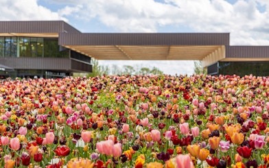 Tulips in bloom at the Keukenhof entrance, Netherlands.