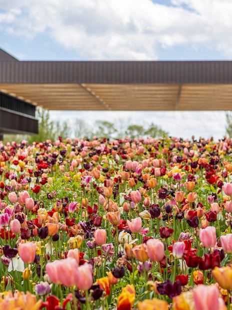 Tulips in bloom at the Keukenhof entrance, Netherlands.