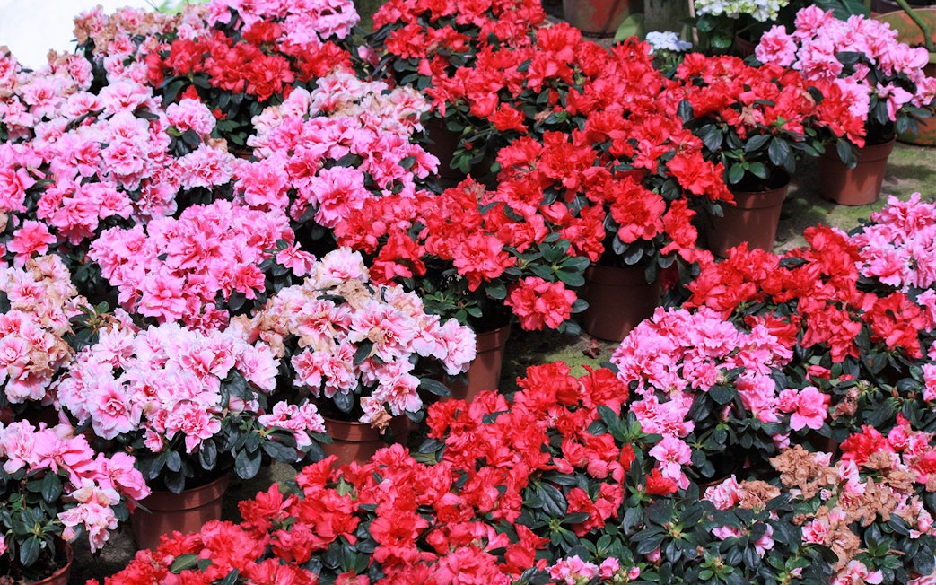 Potted azaleas in vibrant pink and red at a Cameron Highlands garden, Malaysia.