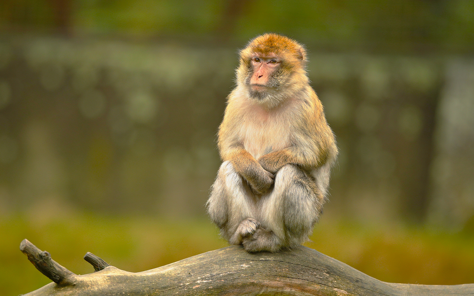 Wroclaw Zoo highlights