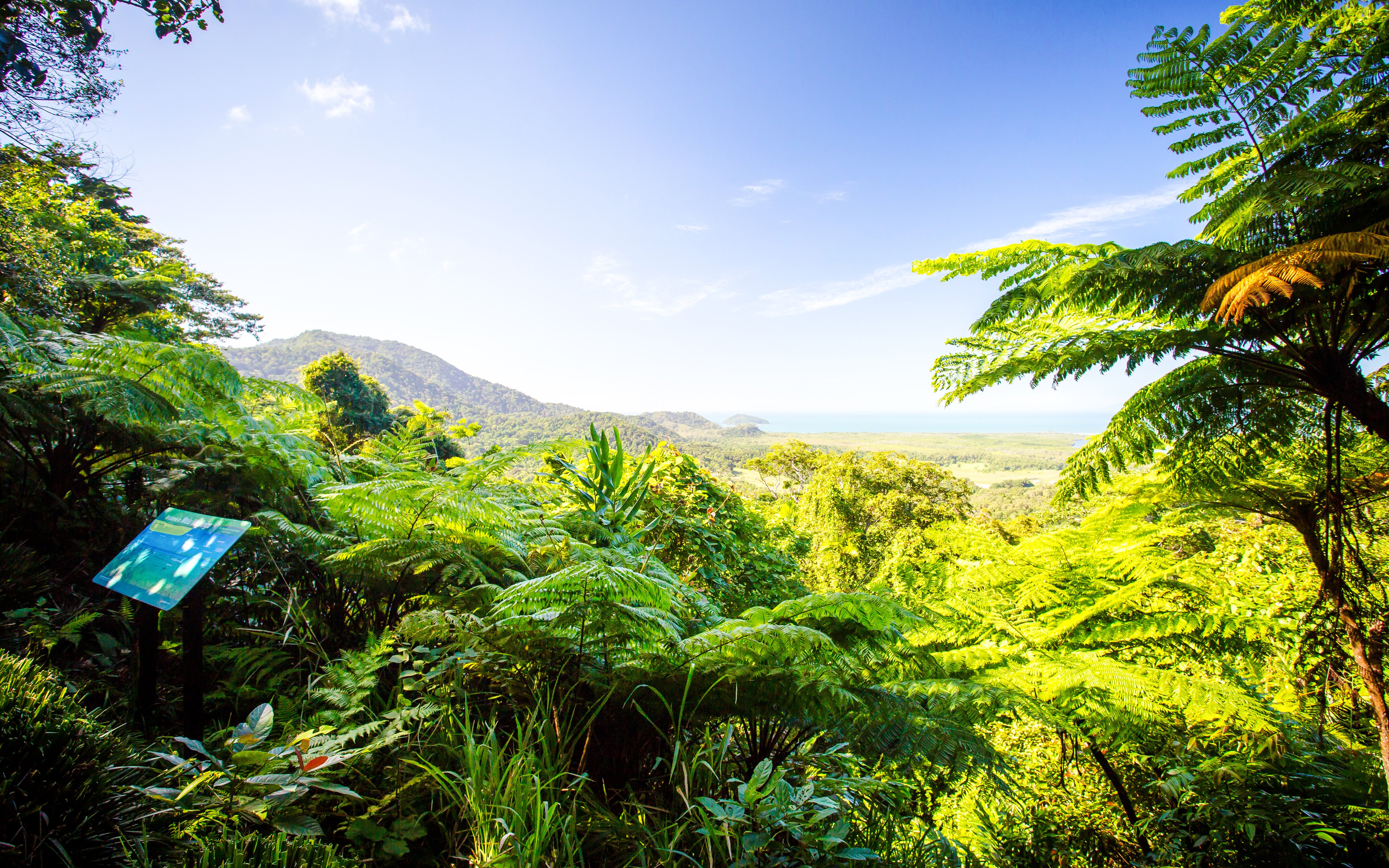 Lush rainforest view from Mount Alexandra Lookout, overlooking the coastline and mountains.