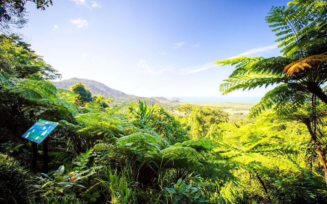 Lush rainforest view from Mount Alexandra Lookout, overlooking the coastline and mountains.