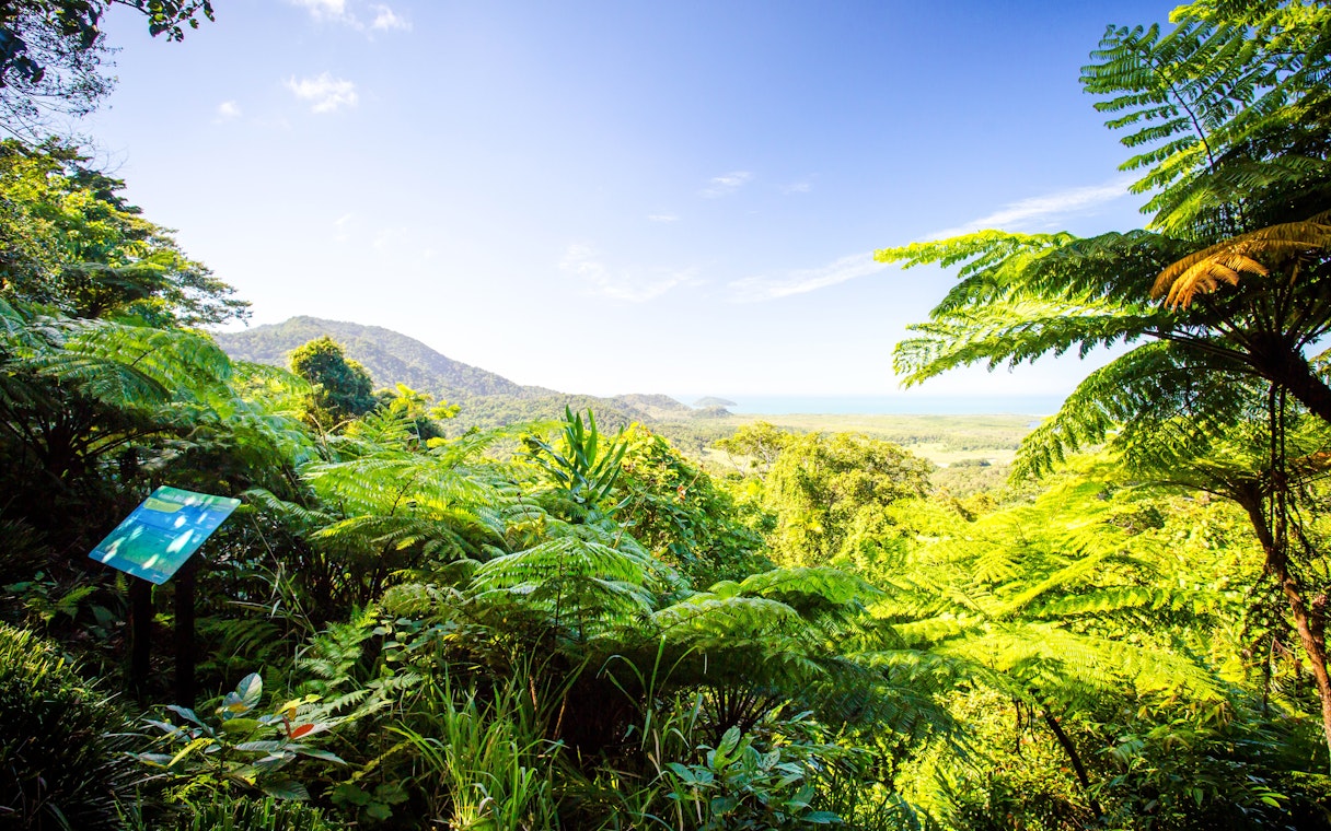 Lush rainforest view from Mount Alexandra Lookout, overlooking the coastline and mountains.