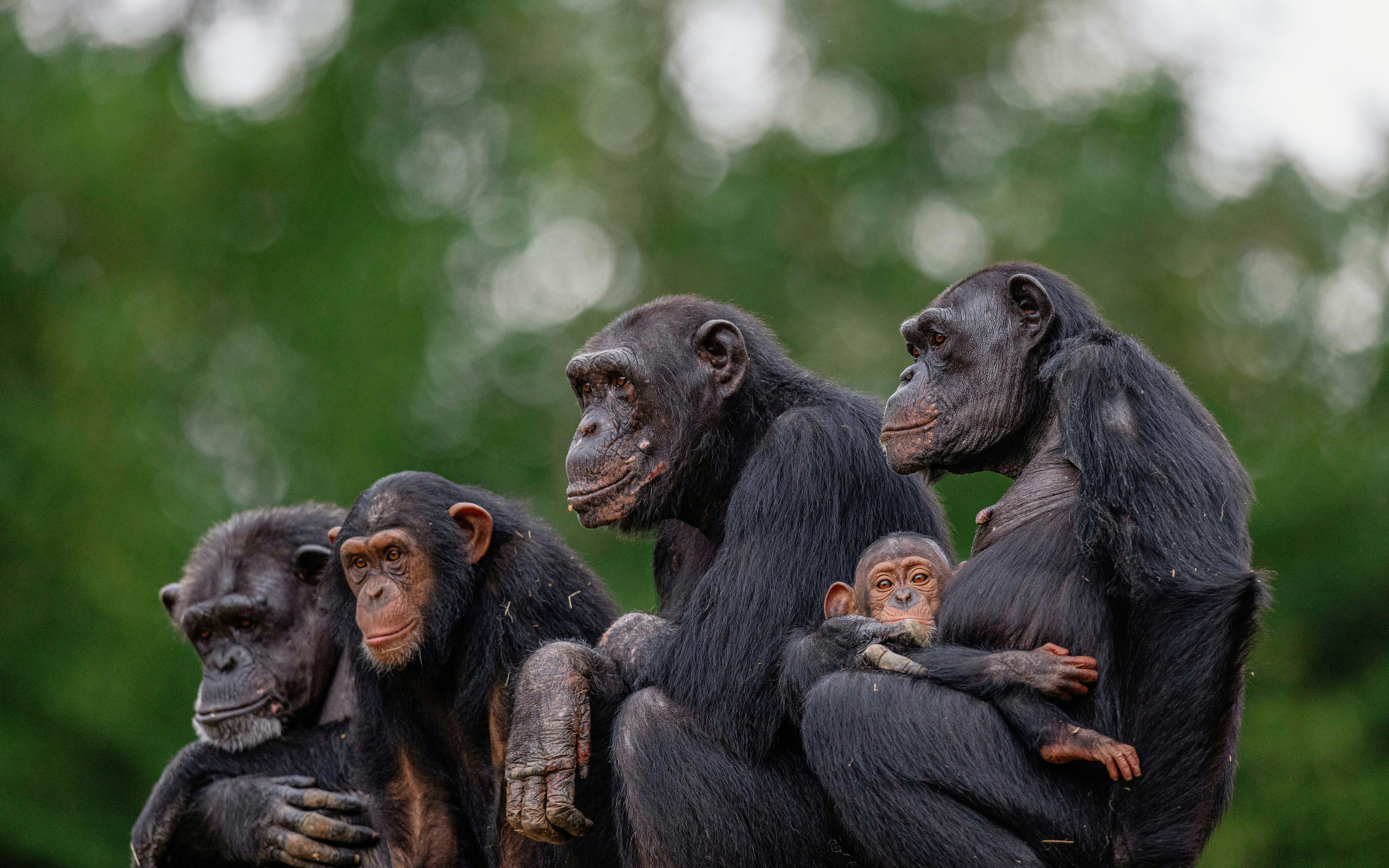 Group of chimpanzees sitting together at São Paulo Zoo.