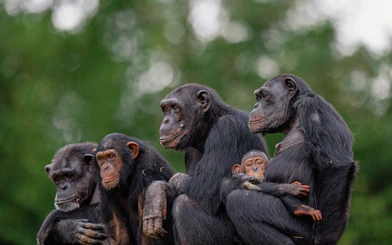 Group of chimpanzees sitting together at São Paulo Zoo.