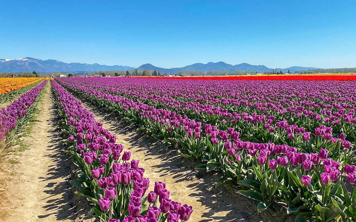 Keukenhof tulip fields with vibrant purple and orange blooms under a clear blue sky.