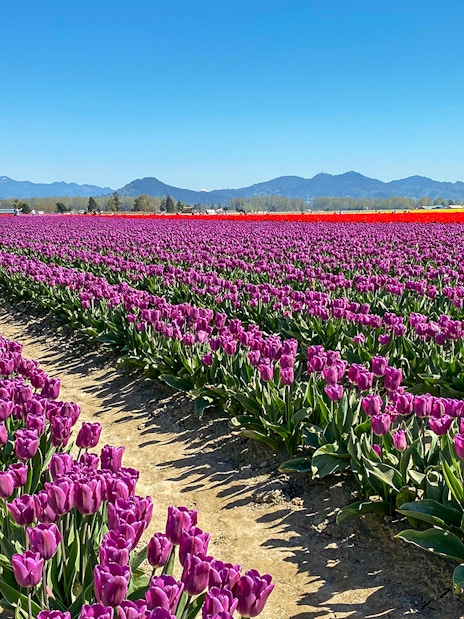 Keukenhof tulip fields with vibrant purple and orange blooms under a clear blue sky.