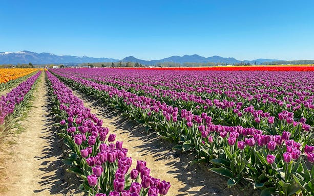 Keukenhof tulip fields with vibrant purple and orange blooms under a clear blue sky.