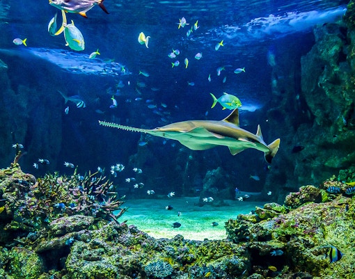 Sawfish swimming among coral and fish in Oceanografic Valencia habitat.