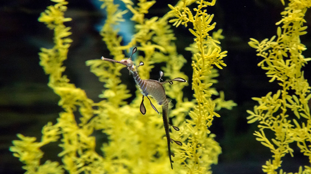 Leafy seadragon swimming among seaweed at Takashi Amano Exhibit, Lisbon Oceanarium.