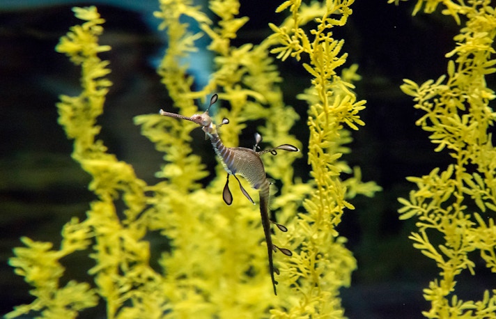 Takashi Amano Exhibit, Lisbon Oceanarium