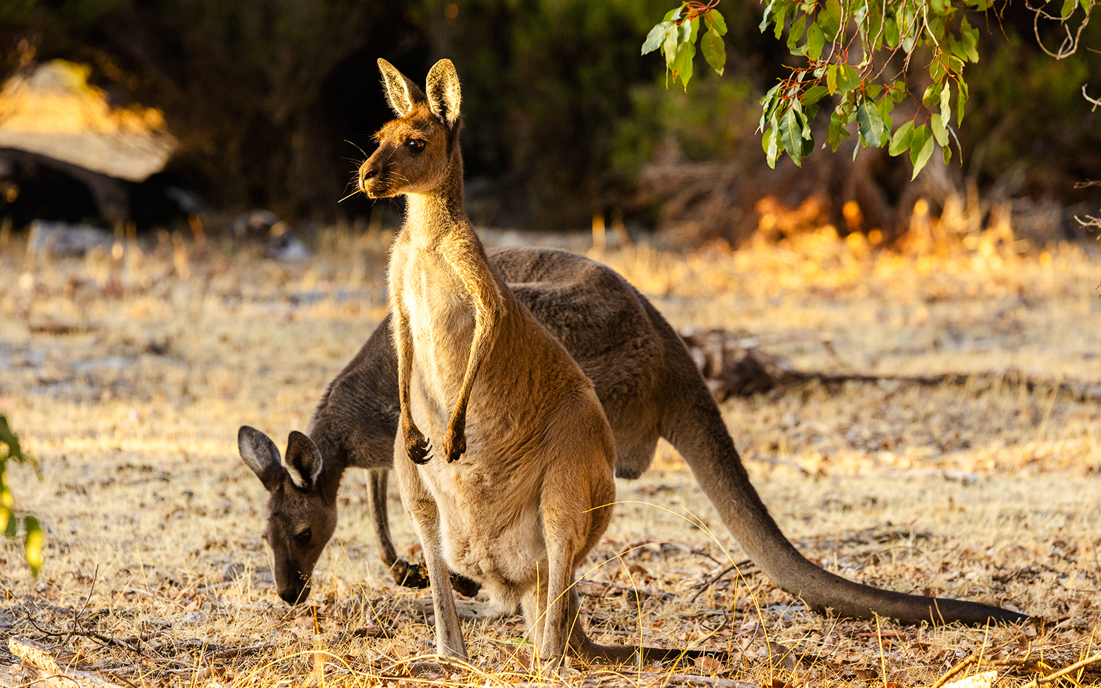 Kangaroo standing in Yanchep National Park, Australia, with another grazing nearby.