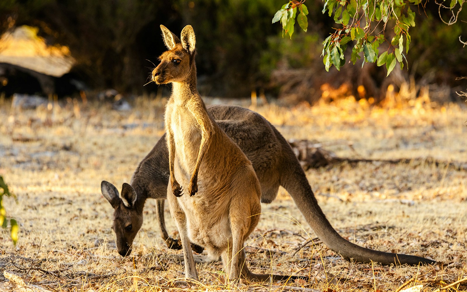 Kangaroo standing in Yanchep National Park, Australia, with another grazing nearby.
