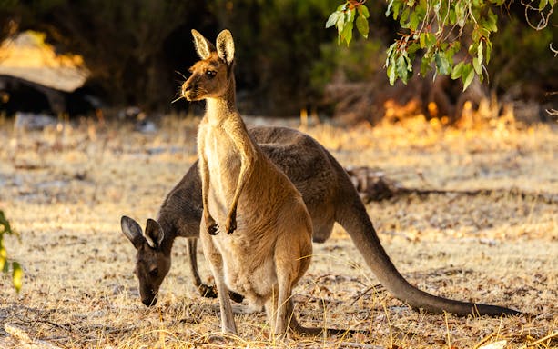 Kangaroo standing in Yanchep National Park, Australia, with another grazing nearby.