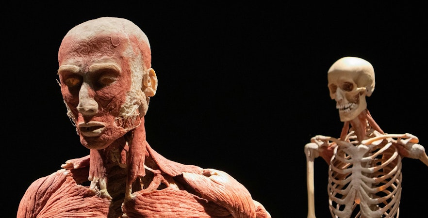 Body Worlds Amsterdam Tickets