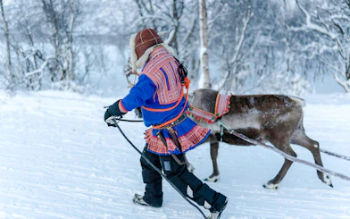 Reindeer Sledding & Sami Culture Guided Tour with Hot Drinks & Meal