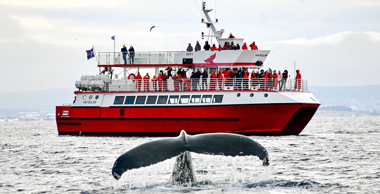 Whale Watching Island