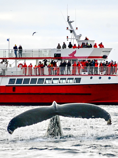 Whale breaching near boat in Reykjavík during classic whale watching tour.