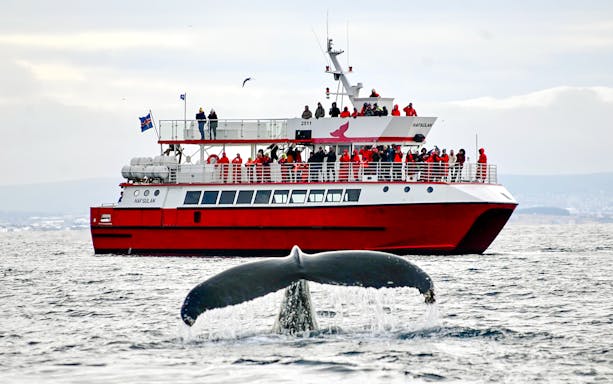 Whale breaching near boat in Reykjavík during classic whale watching tour.